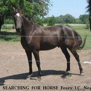 SEARCHING FOR HORSE Foxey LC, Near Wellsville, KS, 66092